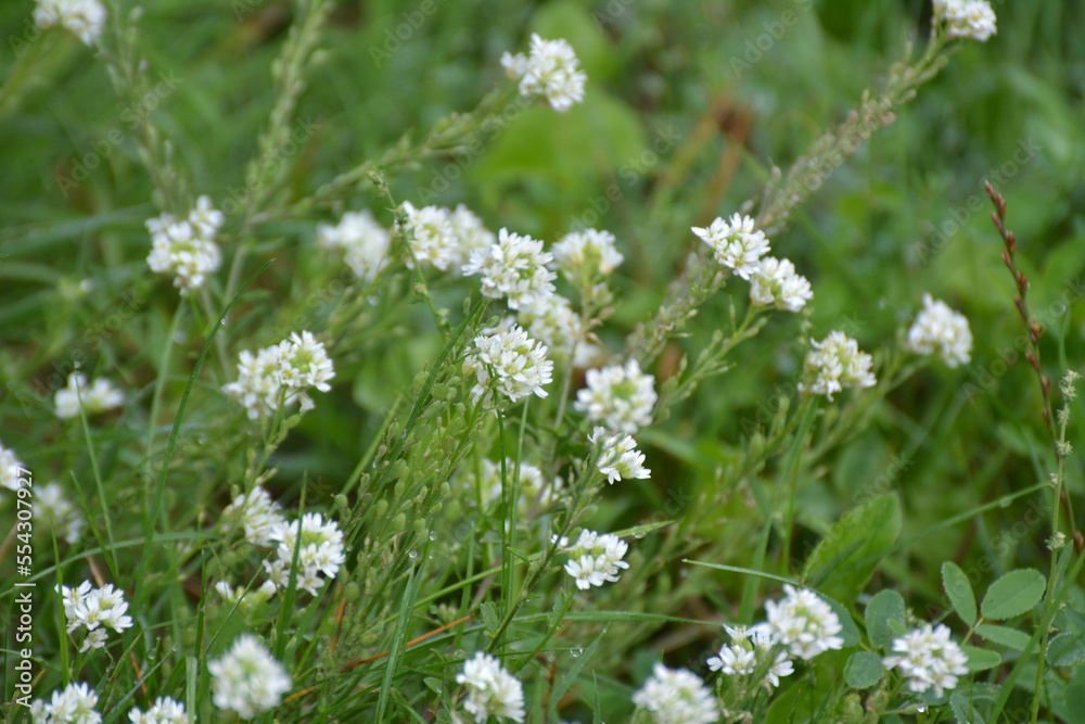 Berteroa incana as a weed grows in nature Berteroa incana as a weed grows in nature