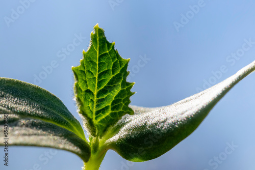 Close up of a zucchini seedling with blue sky; Calgary, Alberta, Canada photo