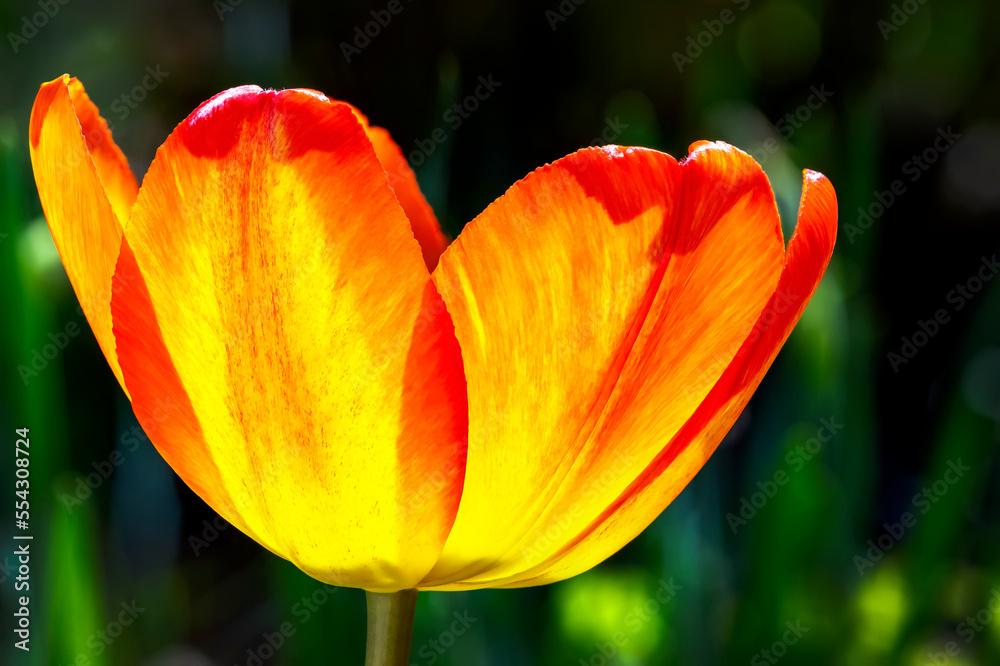 Close up of colourful tulip glowing with back light in a garden; Calgary, Alberta, Canada Close up of colourful tulip glowing with back light in a garden; Calgary, Alberta, Canada