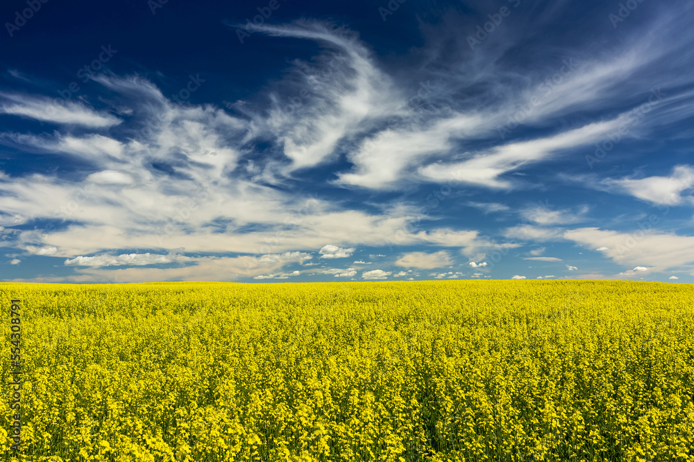 Flowering canola field with wispy white clouds and blue sky; East of Calgary, Alberta, Canada Flowering canola field with wispy white clouds and blue sky; East of Calgary, Alberta, Canada