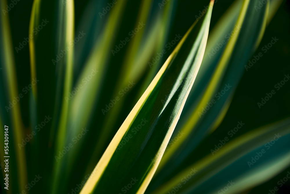 Natural Texture Background, green and yellow yuka closeup Natural Texture Background, green and yellow yuka closeup