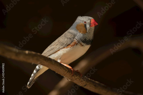 Male zebra finch (Taeniopygia guttata) on branch in profile; Otavi, Otjozondjupa, Namibia photo