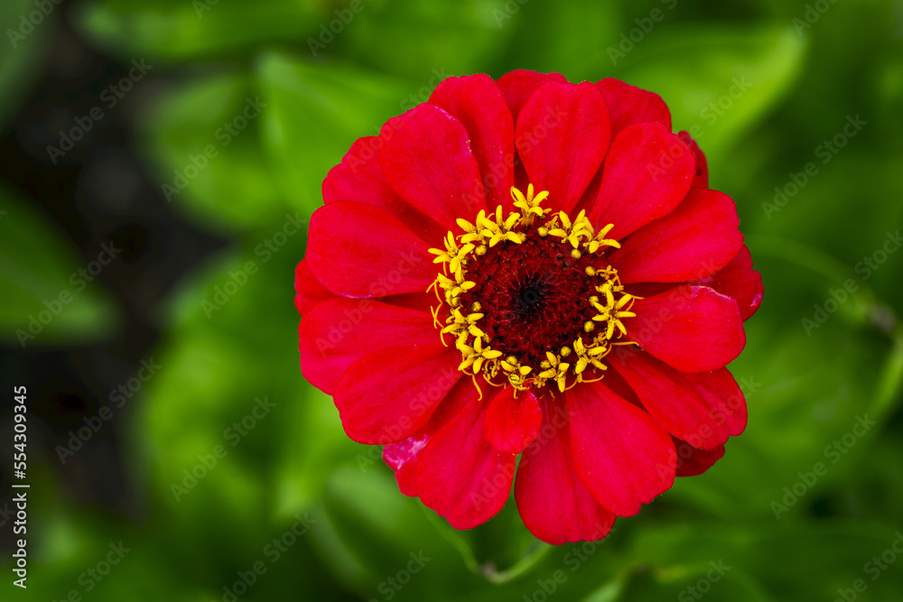 Close up of a red zinnia with yellow stigmas and green foliage in the background; Calgary, Alberta, Canada Close up of a red zinnia with yellow stigmas and green foliage in the background; Calgary, Alberta, Canada