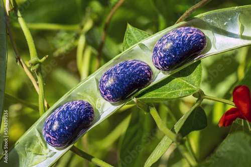 Close-up detail of scarlet runner beans (Phaseolus coccineus) inside their pod growing on the vine, Calgary; Alberta, Canada photo