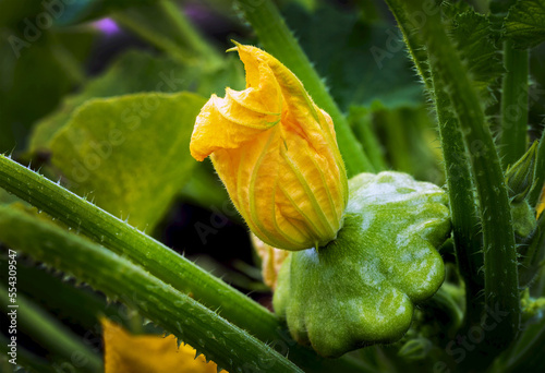 Close-up of a yellow patty pan blossom and plant (Cucurbita pepo subsp. pepo) in the background; Calgary, Alberta, Canada photo