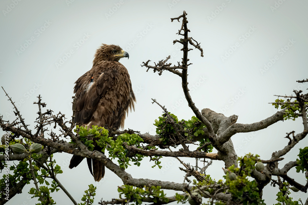 Tawny eagle (Aquila rapax) in twisted branches looking right; Narok, Masai Mara, Kenya Tawny eagle (Aquila rapax) in twisted branches looking right; Narok, Masai Mara, Kenya