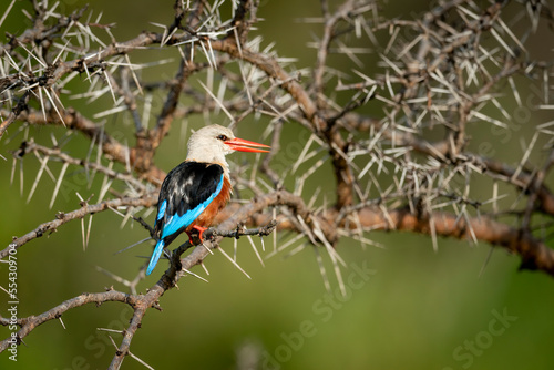 Grey-headed kingfisher (Halcyon leucocephala) with open beak facing right; Narok, Masai Mara, Kenya photo