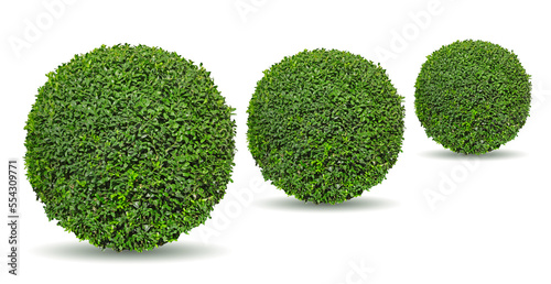 Tableau sur toile Buxus taillé en boule
