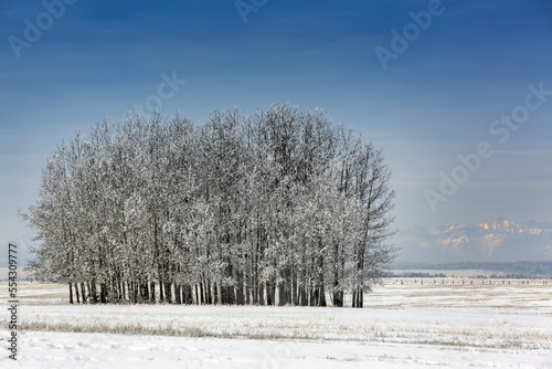Wallpaper Mural A grouping of heavily frosted trees in a snow-covered field with mountains in the distance, West of Calgary; Alberta, Canada Torontodigital.ca