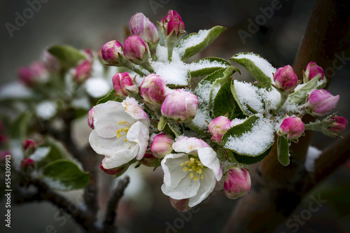 Close up of a cluster of early apple blossoms (Malus domestica) slightly covered in snow; Alberta, Canada photo