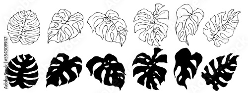 Set of linear sketches and silhouettes of tropical monstera leaves.Vector graphics.