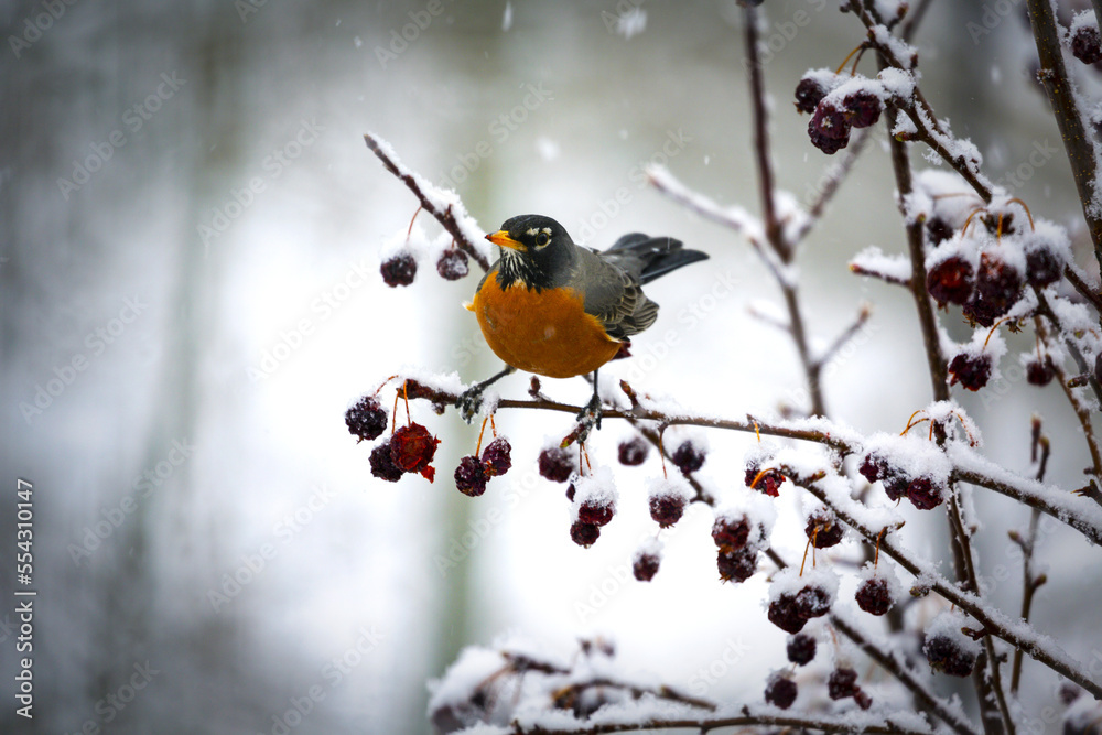 Colourful robin (Turdus migratorius) perched on a snow-covered branch with dried small apples hanging on the tree; Calgary, Alberta, Canada Colourful robin (Turdus migratorius) perched on a snow-covered branch with dried small apples hanging on the tree; Calgary, Alberta, Canada