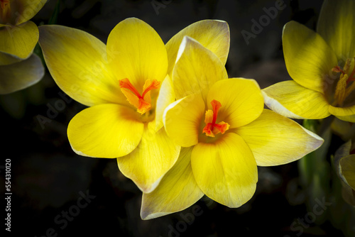 Close up of bright yellow flowers with red/orange stamen; Calgary, Alberta, Canada