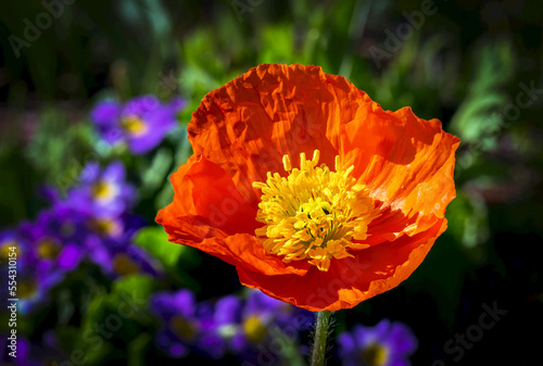 Close-up of a orange/red poppy with purple flowers in the background; Calgary, Alberta, Canada