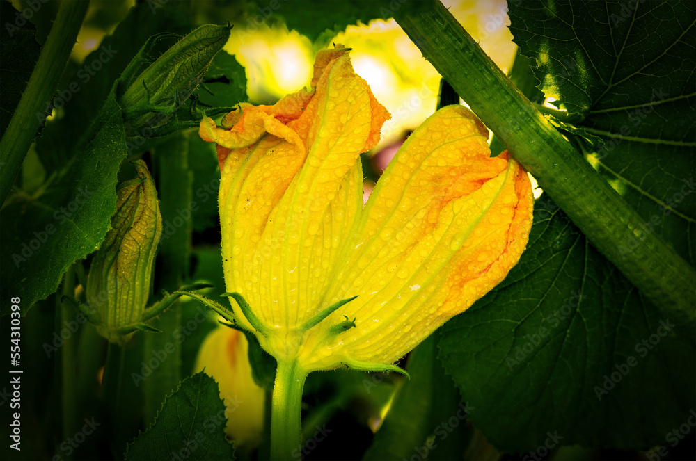 Close up of a zucchini blossom with water droplets; Calgary, Alberta, Canada Close up of a zucchini blossom with water droplets; Calgary, Alberta, Canada