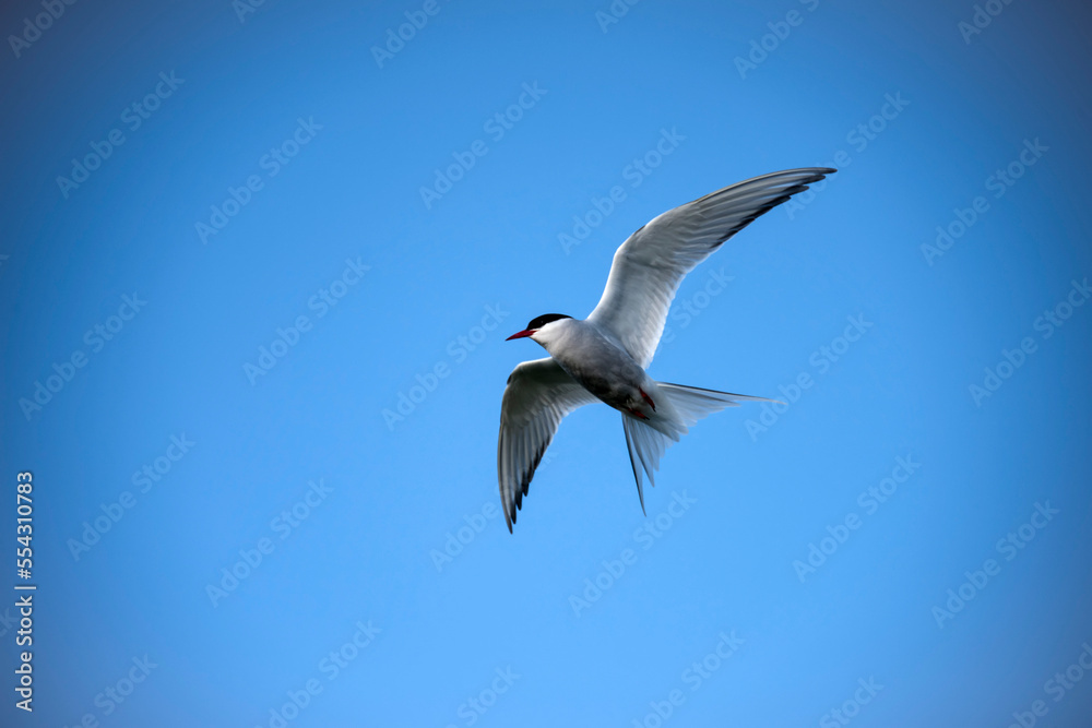 Arctic Tern (Sterna paradisaea) in flight in a blue sky over Iceland's Vigur Island, which is home to a number of bird species; Vigur, Westfjords, Iceland Arctic Tern (Sterna paradisaea) in flight in a blue sky over Iceland's Vigur Island, which is home to a number of bird species; Vigur, Westfjords, Iceland