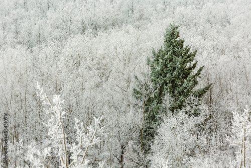 Frosted evergreen tree amongst a hillside of frosted deciduous trees; Calgary, Alberta, Canada