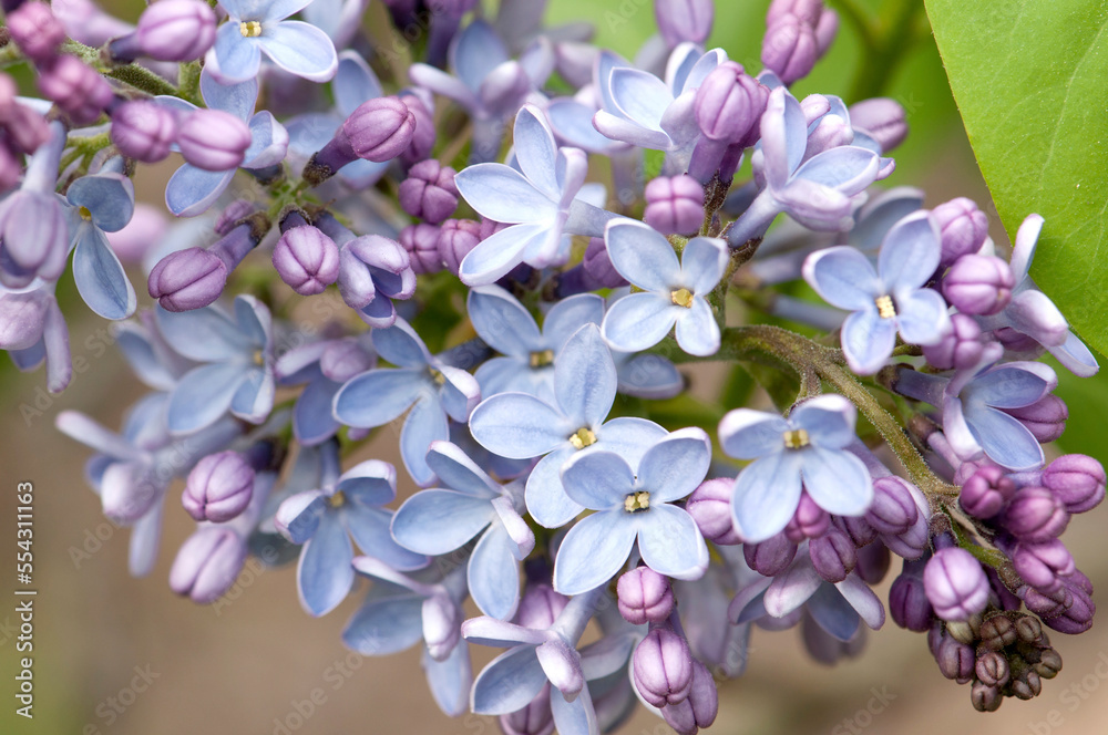 Close up of lilac flowers, Syringa x hyacinthiflora, in springtime.; Jamaica Plain, Massachusetts. Close up of lilac flowers, Syringa x hyacinthiflora, in springtime.; Jamaica Plain, Massachusetts.