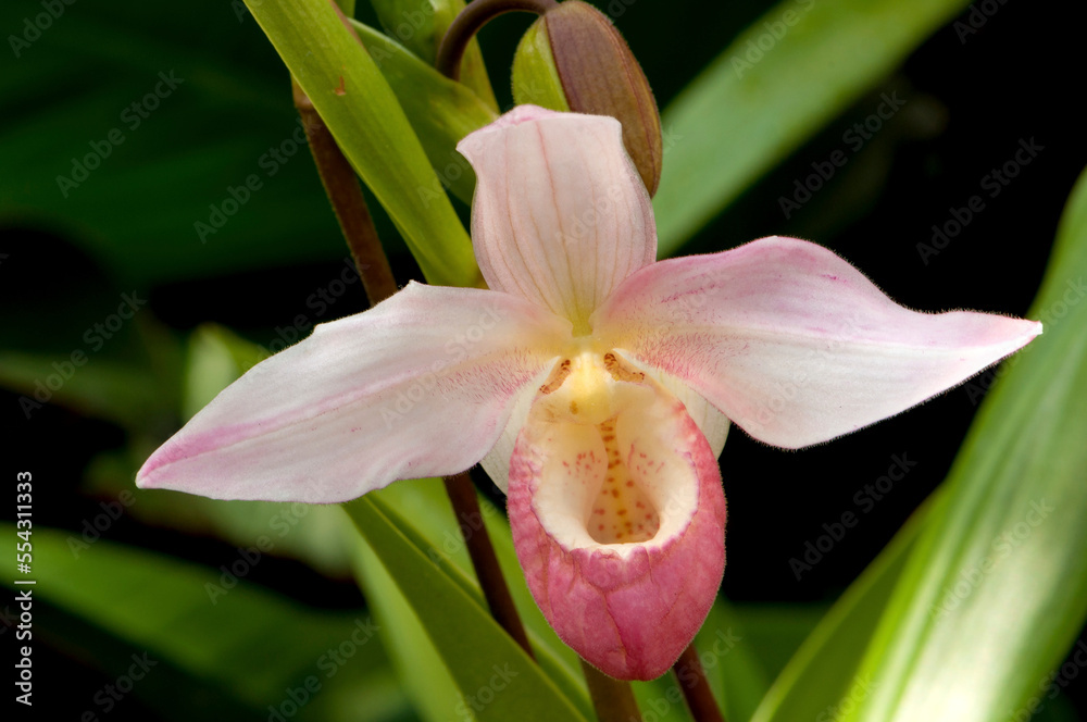Close up of a pink lady's slipper orchid flower, Cypripedium species.; Atlanta Botanical Garden, Atlanta, Georgia. Close up of a pink lady's slipper orchid flower, Cypripedium species.; Atlanta Botanical Garden, Atlanta, Georgia.