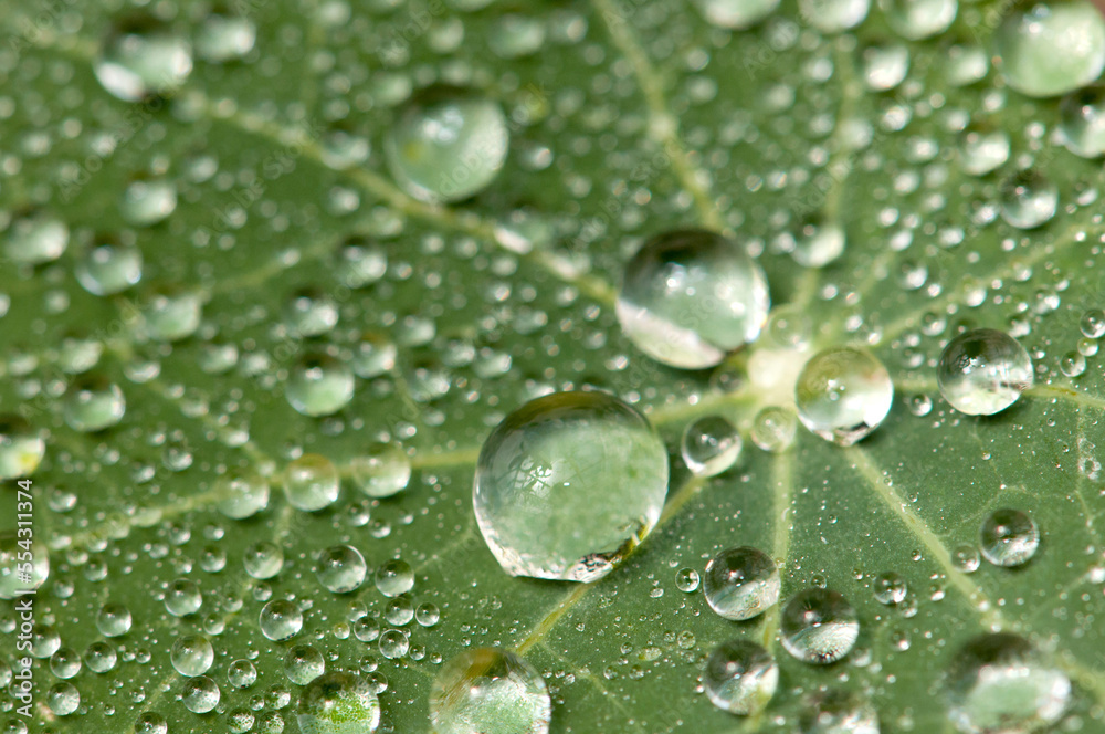 Water drops on a nasturtium leaf.; Wellesley, Massachusetts. Water drops on a nasturtium leaf.; Wellesley, Massachusetts.