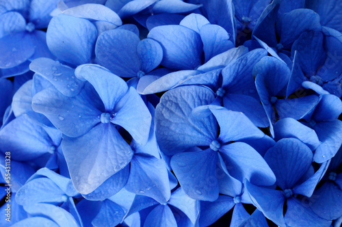 Close up of blue hydrangea flowers, Hydrangea macrophylla.; Brewster, Cape Cod, Massachusetts.