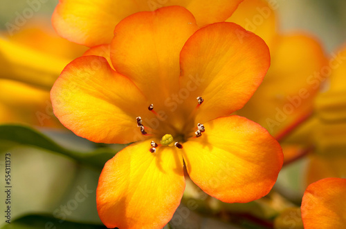 Close up of the flowers of a tropical rhododendron, Vireya species.; Wellesley, Massachusetts. photo