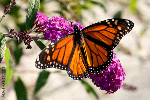 A monarch butterfly, Danaus plexxipus, visiting butterfly bush flowers, Buddleia davidii.; Belmont, Massachusetts. photo