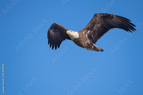 American Bald Eagle in flight © Michael O'Neill