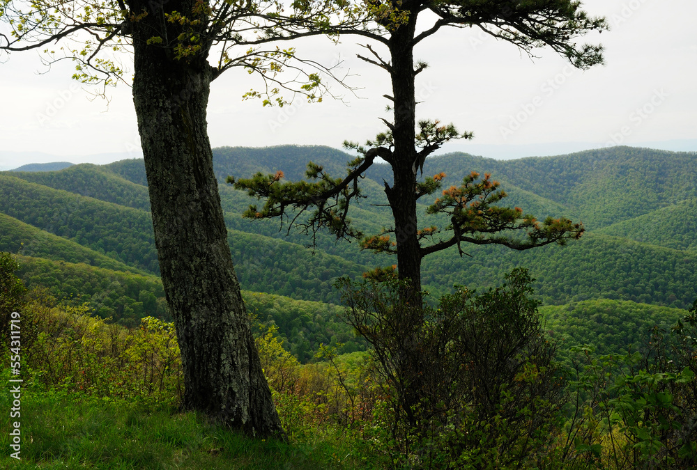 Shenandoah mountain view in springtime.; Shenandoah National Park, Virginia.