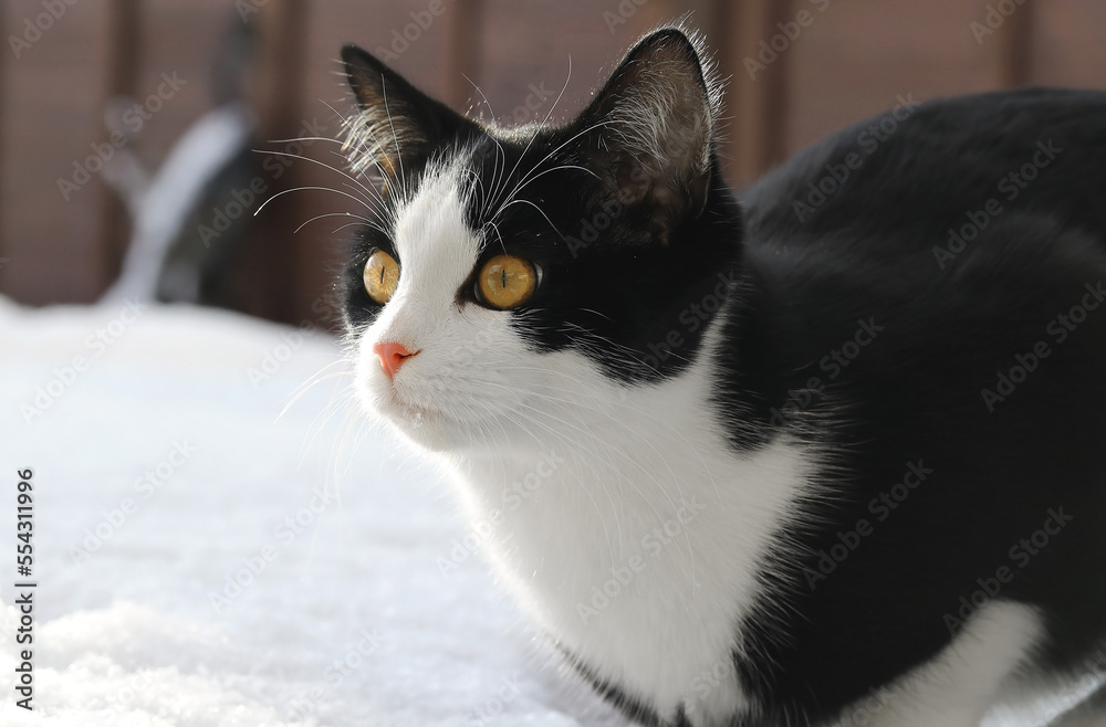 Nahaufnahme von einer jungen schwarz-weißen Katze im Winter im Schnee