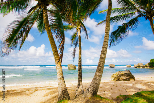 Palm trees line a beach in Barbados; Bathsheba, Barbados photo