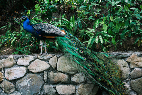 Peacock in the Coyaba Gardens of Jamaica; Ocho Rios, Jamaica photo