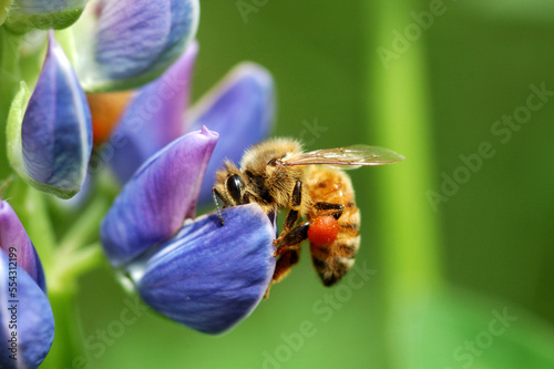 A bee visiting a lupine (Lupinus) flower in the spring. Orange pollen.; Arlington Massachusetts USA