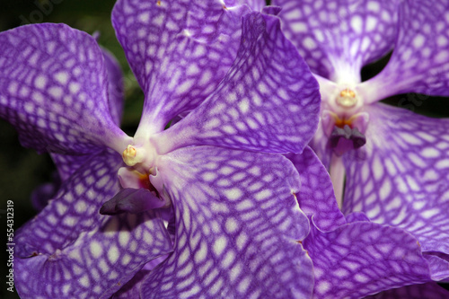 Vanda Tokyo blue orchid flowers.  Scientific name: Vanda Tokyo blue.; Victoria, British Columbia, Canada
