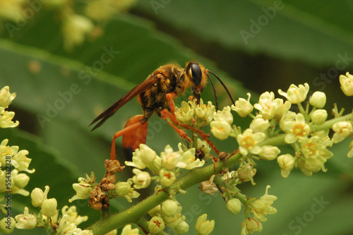 A wasp drinks nectar and pollinates flowers in a meadow.; Belmont, Massachusetts photo