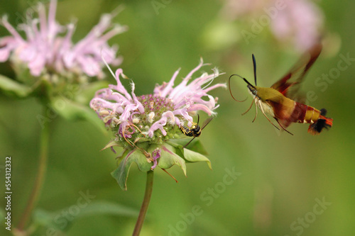 A Hummingbird Clearwing Moth (Hemaris thysbe) visiting garden flowers for nectar.  It hovers like a hummingbird while its long proboscis uncoils and reaches down floral tubes for the nectar.  Belmont, photo