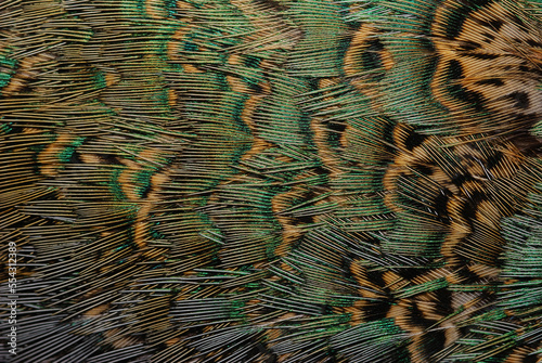 Close up of pheasant feathers.  Brown with irridescent green and blue.; Medicine Rocks, Montana. photo