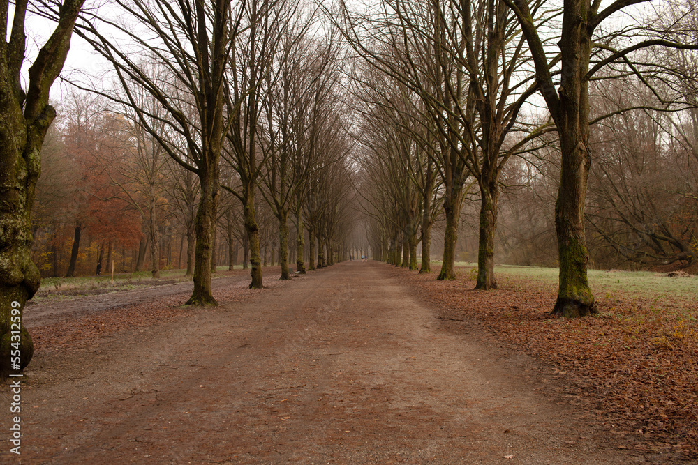 Naklejka premium Alley in the park on a cloudy winter morning.