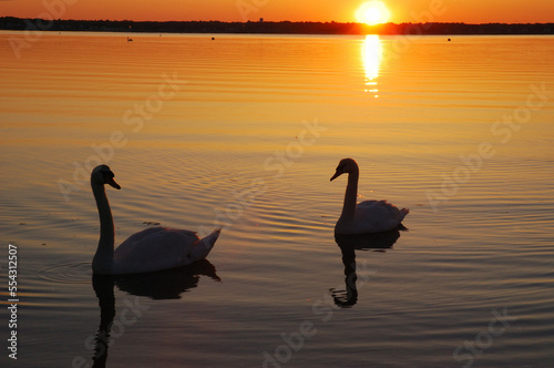 Two mute swans in the Narragansett Bay at sunrise.; Narragansett Bay, Cranston, Rhode Island. photo