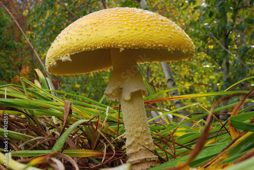 A large poisonous fly agaric mushroom, Amanita muscaria.; Lincoln, Massachusetts. photo