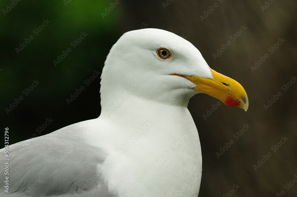 Close up of a herring gull.; Brewster, Cape Cod, Massachusetts. Close up of a herring gull.; Brewster, Cape Cod, Massachusetts.
