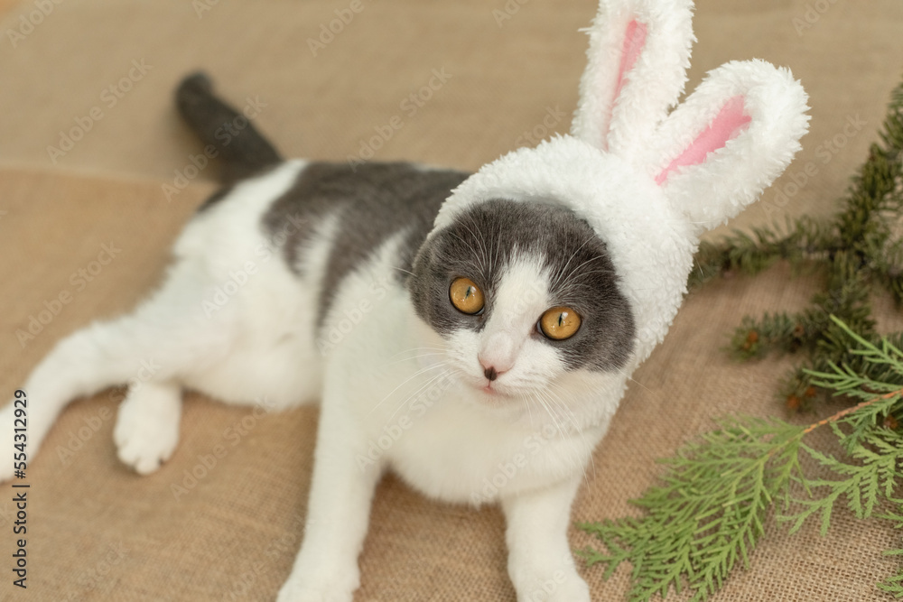 The cat in rabbit ears. A kitten in a rabbit costume. Christmas animals. Cute kitten with Christmas toys. Christmas 2023 is the year of the Rabbit