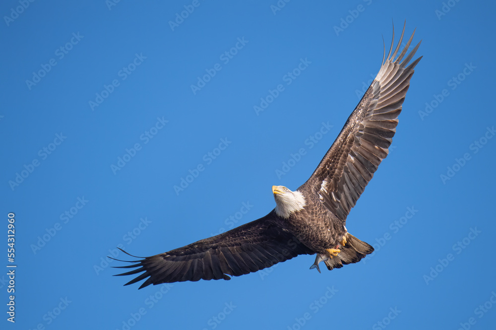 American Bald Eagle soars overhead with a fish in it's talons American Bald Eagle soars overhead with a fish in it's talons
