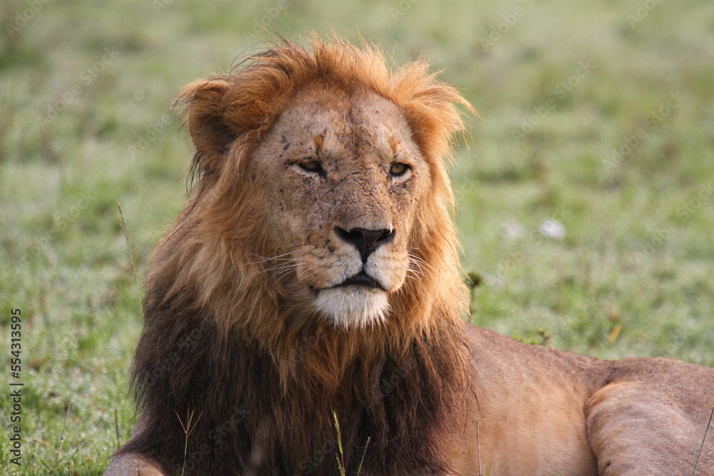 Portrait of a lion with dark mane lookind sideways, stalking prey Portrait of a lion with dark mane lookind sideways, stalking prey