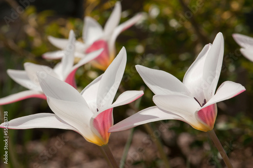 Close up of Lady Jane tulips in spring.; Boylston, Massachusetts. photo