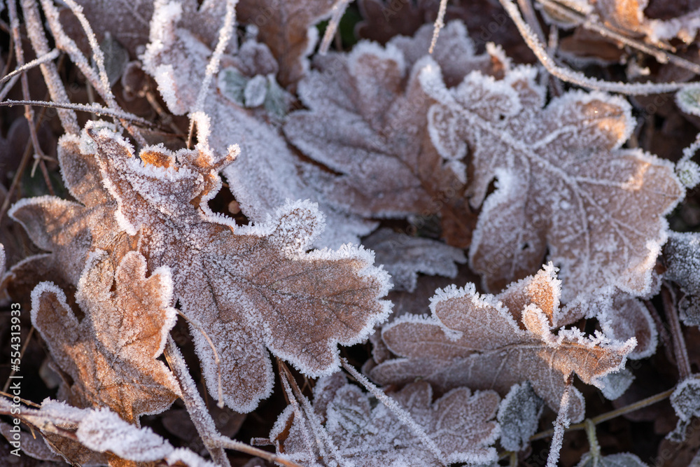 Fallen dark leaves  covered withhoarfrost  lie on the ground on a frosty winter morning