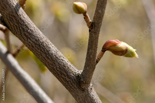 Fragrant winterhazel buds opening, Corylopsis glabrescens, in spring.; Jamaica Plain, Massachusetts. photo