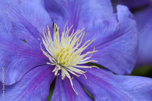 Close up of a purple clematis flower, Carnival cultivar.; Belmont, Massachusetts. photo