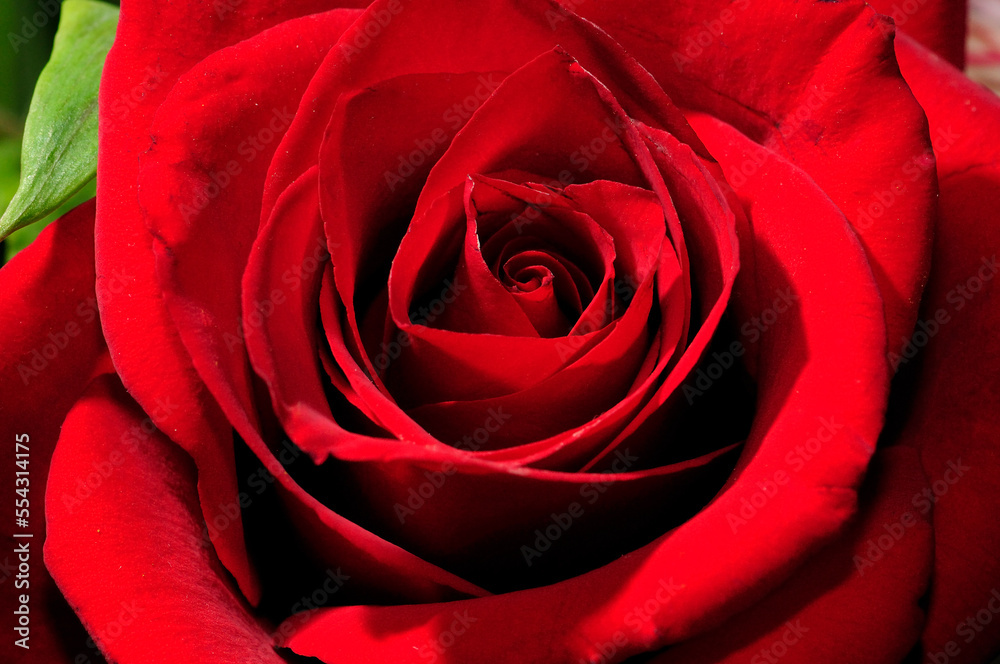 Close up of a red ornamental rose.; Arlington, Massachusetts. Close up of a red ornamental rose.; Arlington, Massachusetts.