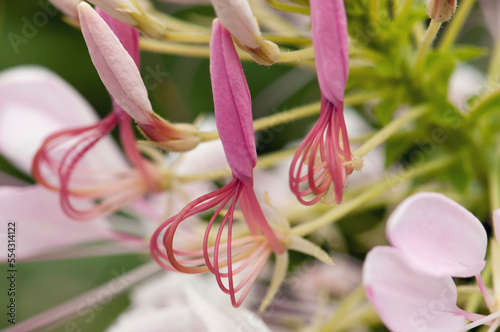 Close up of pink flowers of a Hedychium species plant.; Lexington, Massachusetts. photo